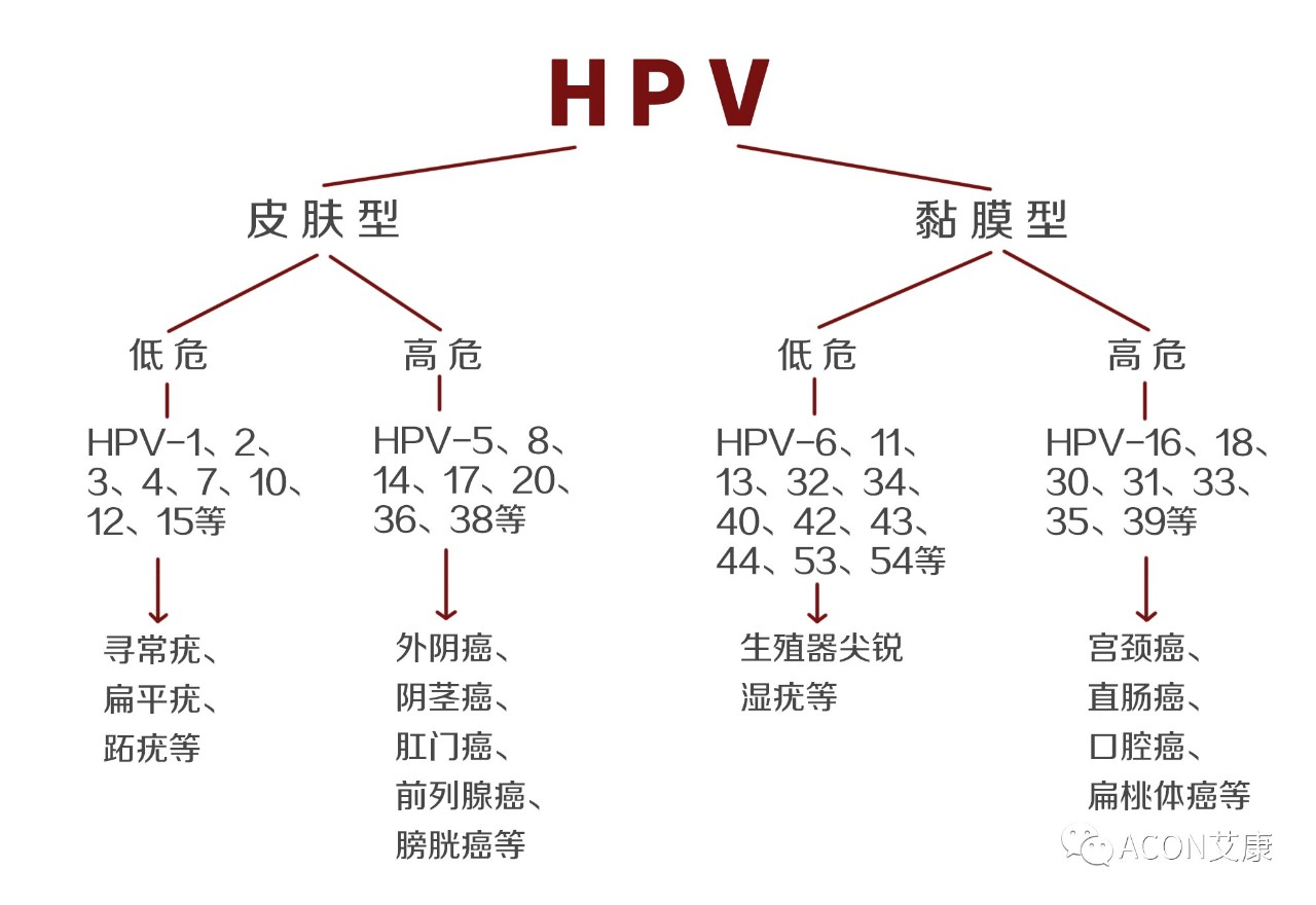 HPV疫苗有必要打嗎？二價(jià)、四價(jià)、九價(jià)要如何選擇！