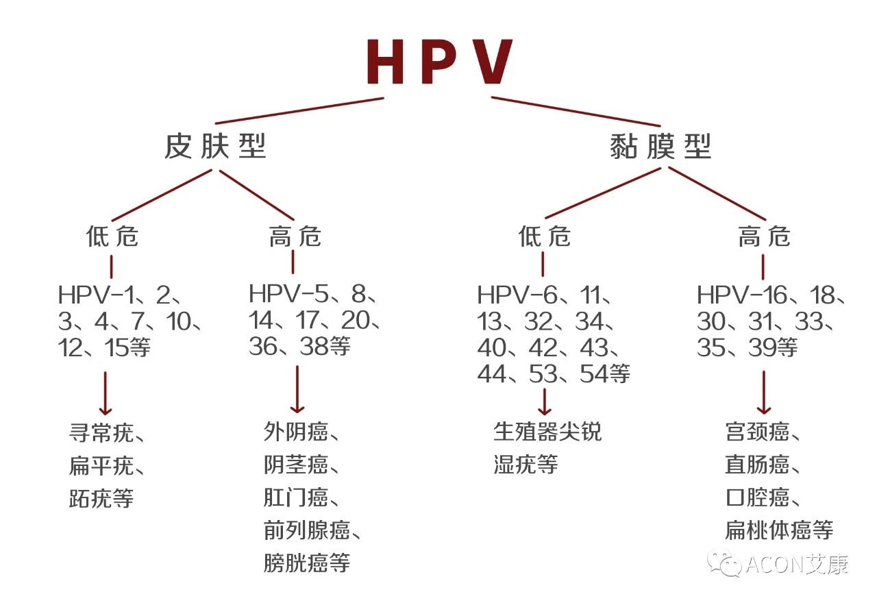 HPV轉(zhuǎn)陰其實(shí)很簡(jiǎn)單， 女性必知的宮頸癌真相